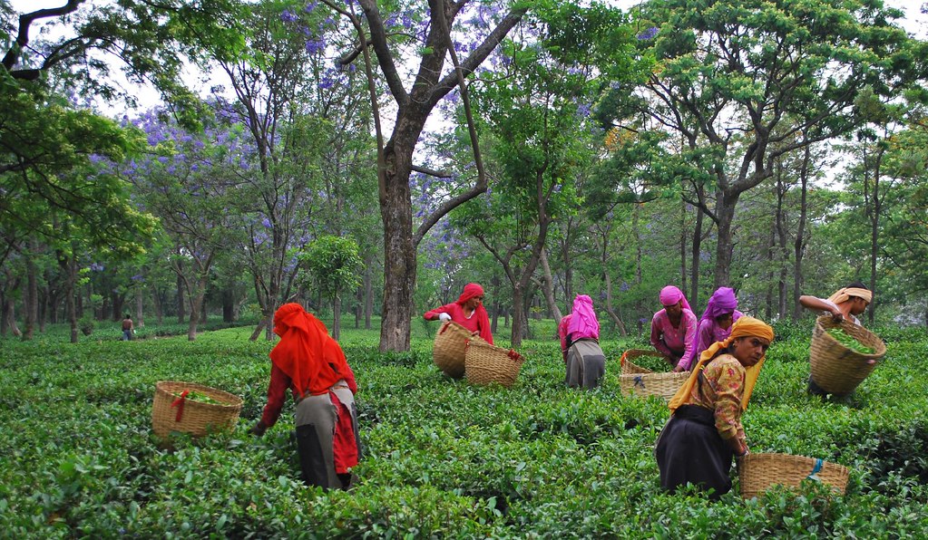 Palampur Tea Estates Dharamshala