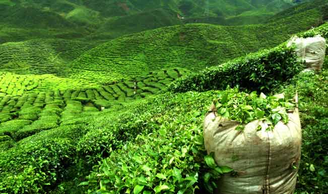 assam tea garden