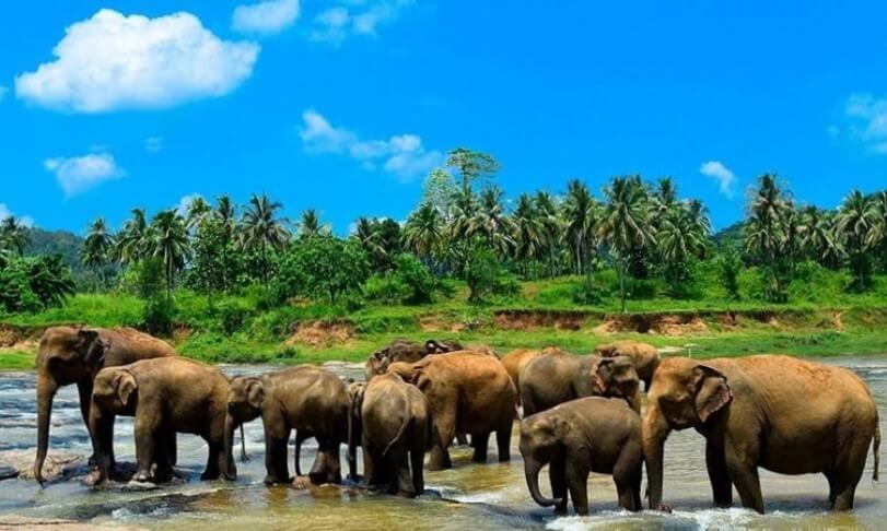 Pinnawala Elephant orphanage Sri Lanka