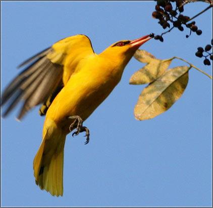 Goa Birding Tour
