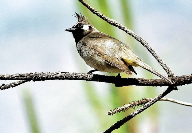 Birding in Pragpur