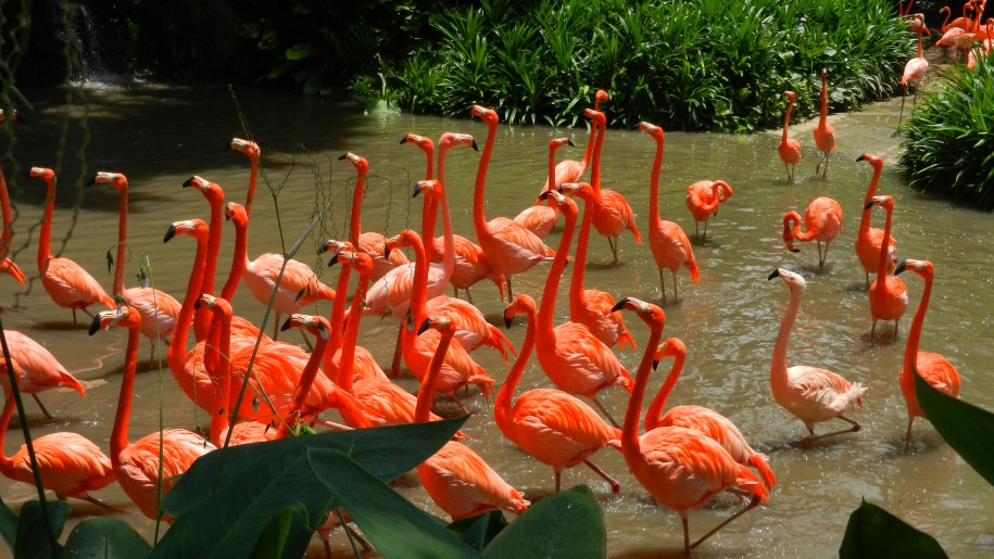 Jurong Bird Park Flamingo 
