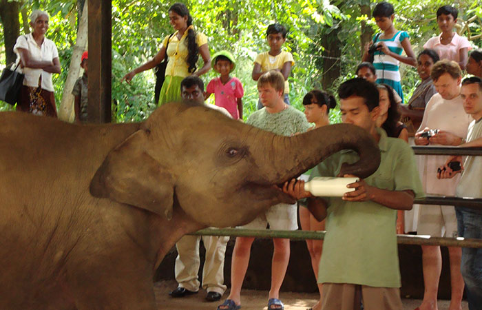 Pinnawala Elephant orphanage Sri Lanka