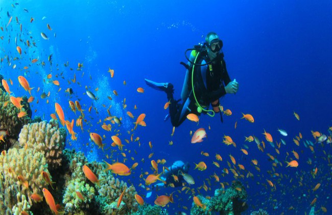 Scuba Diving Coral Island Pattaya