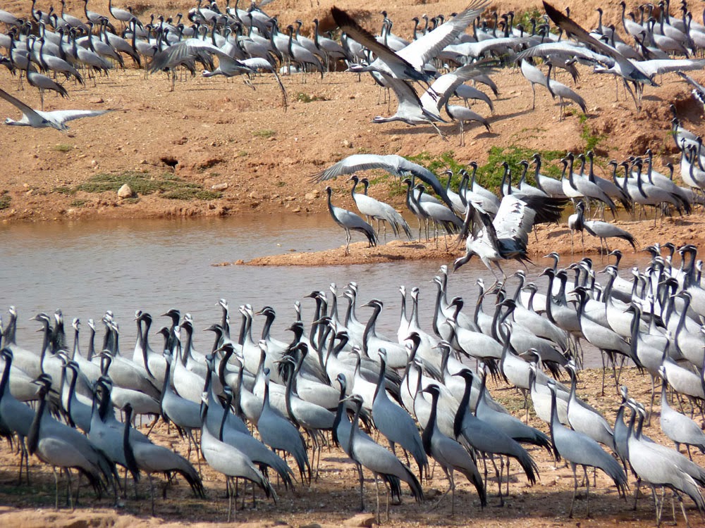 Khichan Bird Sanctuary